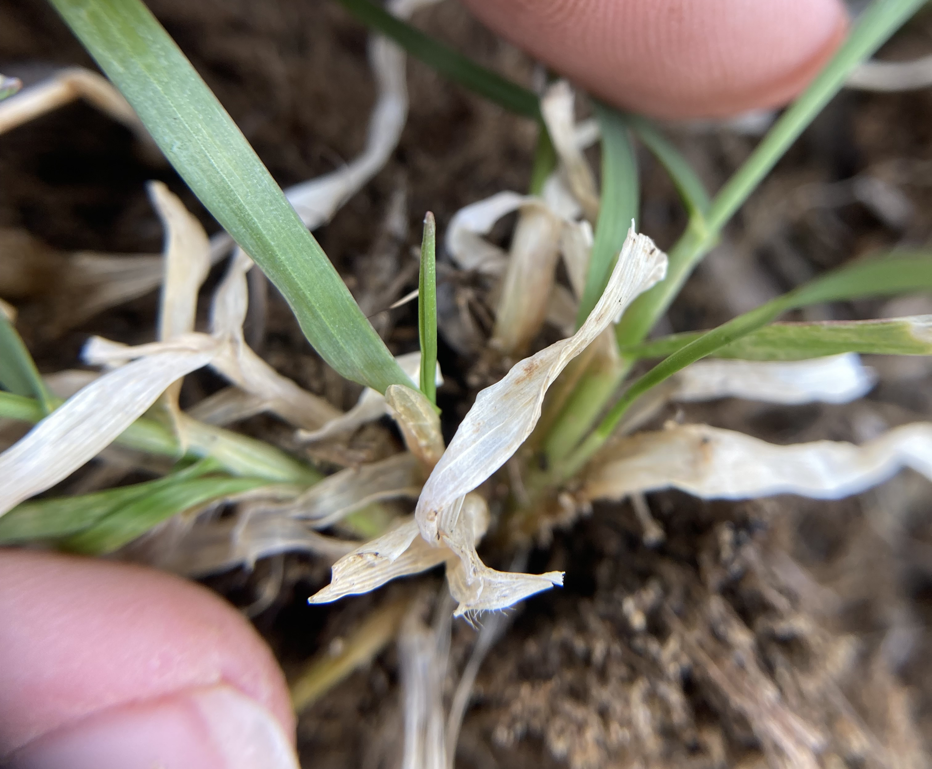 Snow mold symptoms on winter wheat.